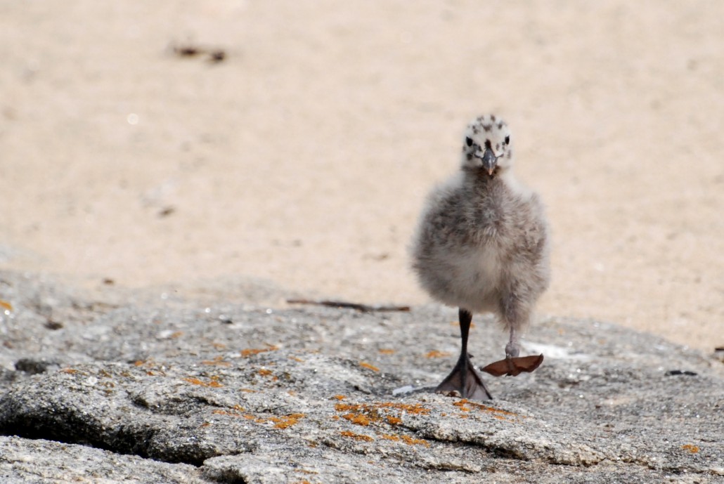 les premiers pas d'un bébé mouette
